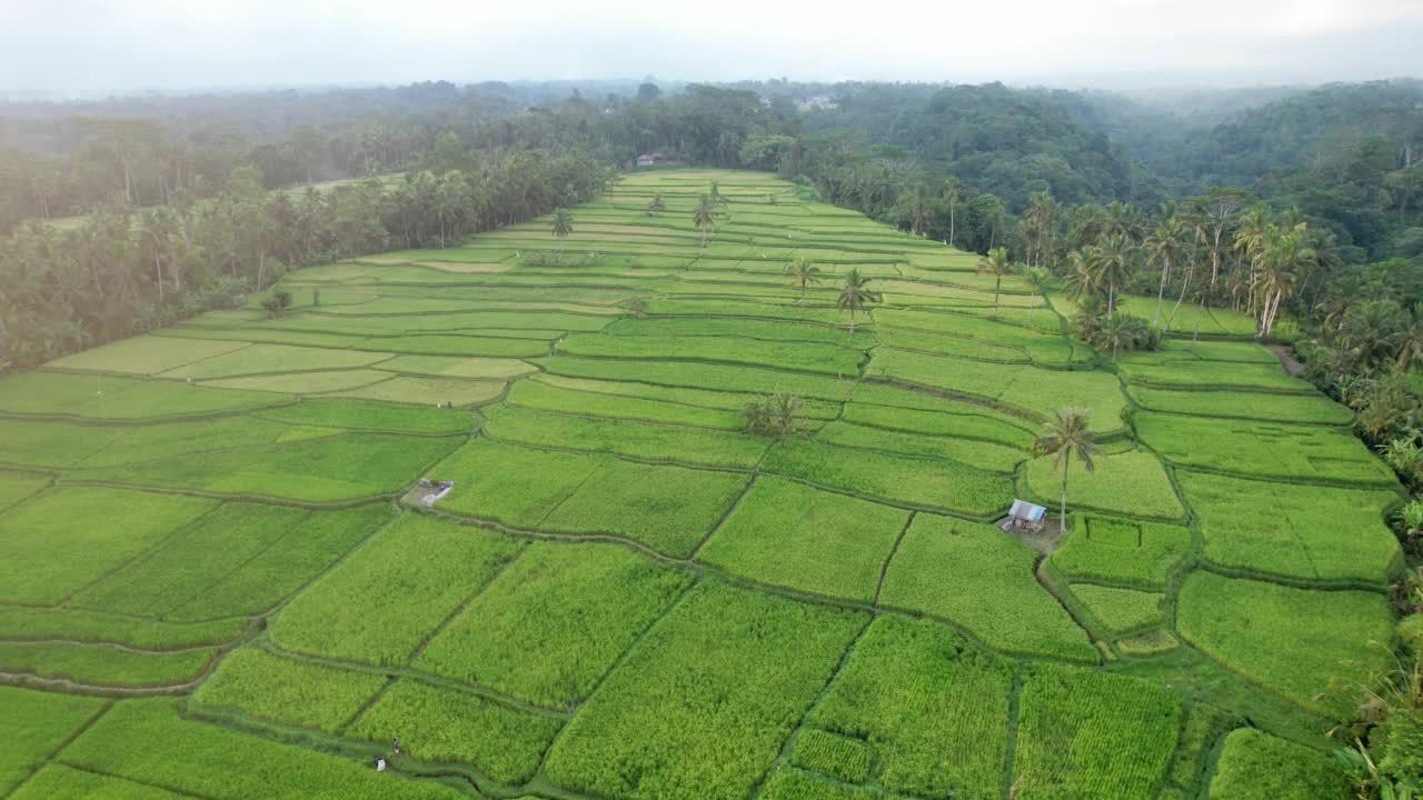 空中拍摄的绿色水稻种植园，巴厘岛高地的农业用地视频素材