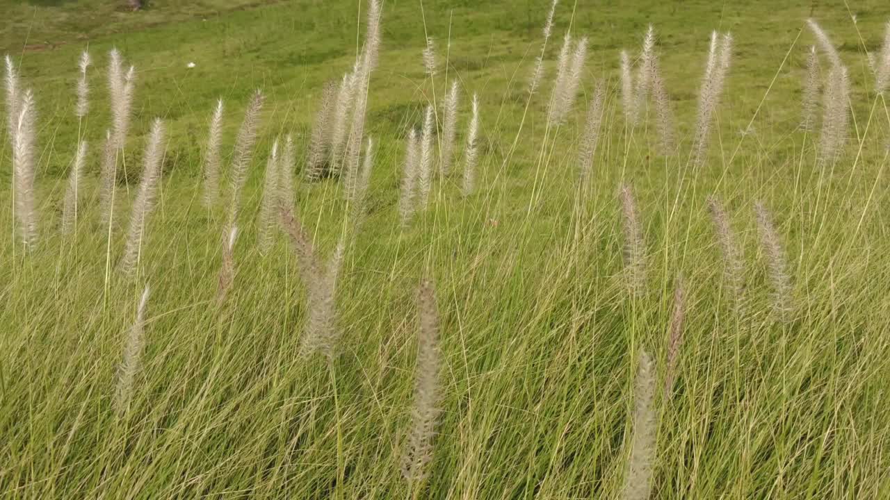 在住宅小区的花园里，高大的杂草随风摇曳。舞蹈:自然创造的舞蹈视频素材