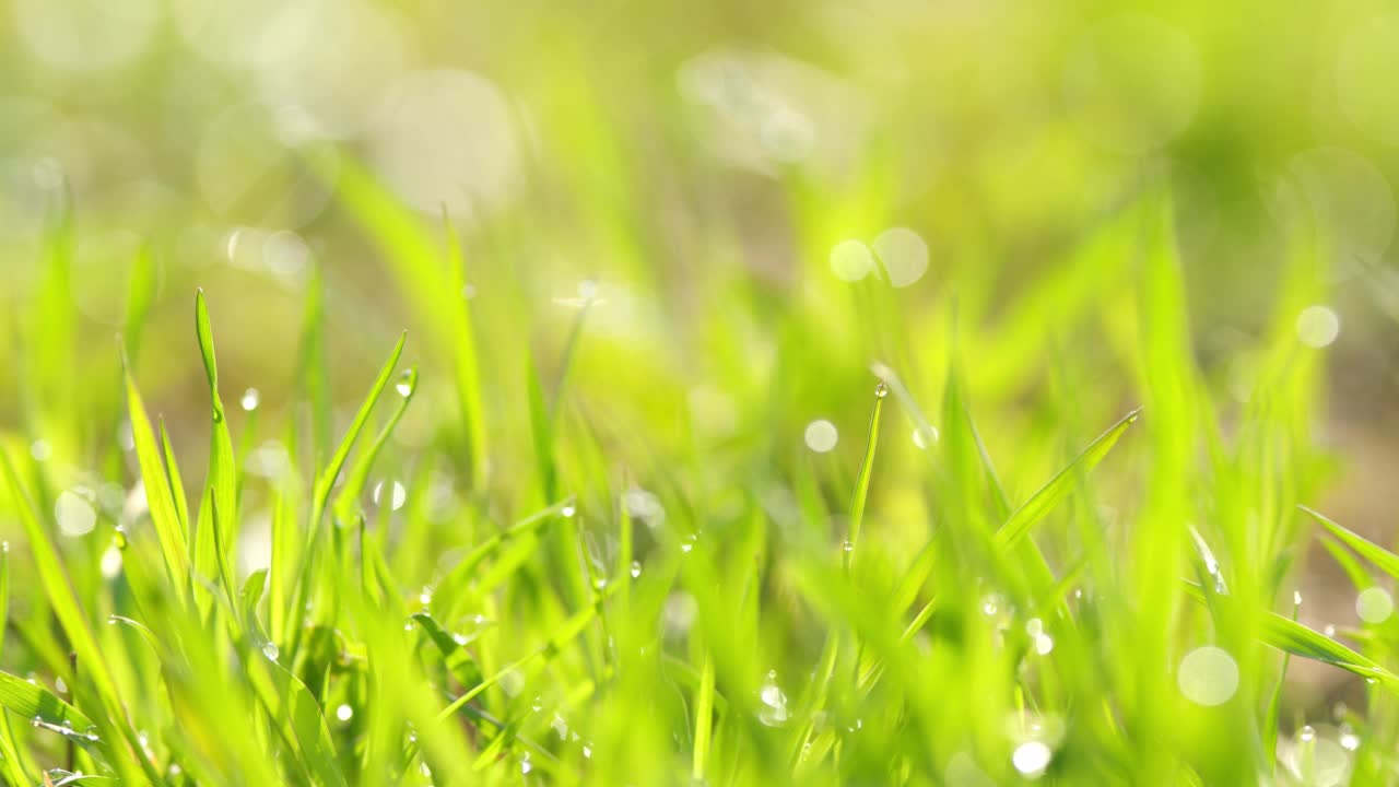 雨点落在青草上。夏天或春天的自然背景与绿色的草。视频素材