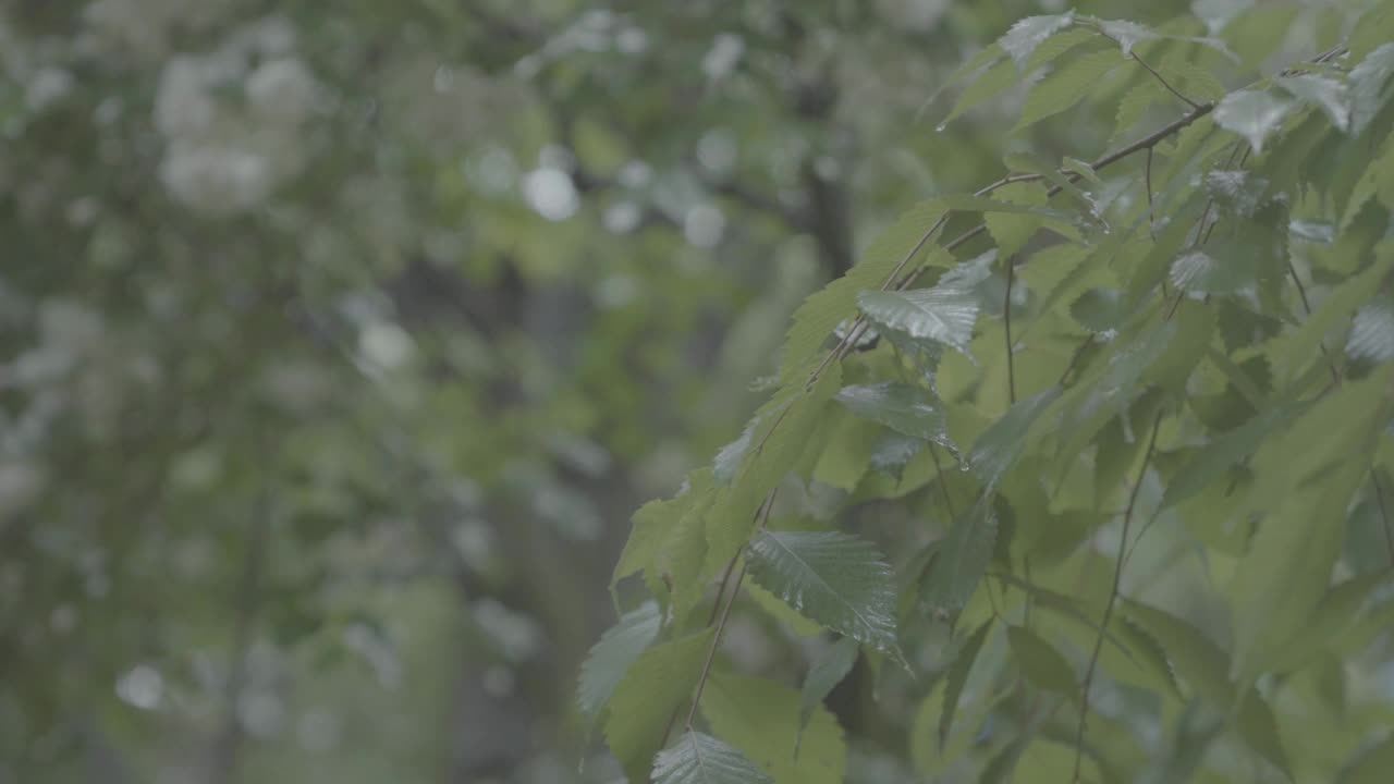 在韩国首尔城北区吉相寺，树叶被雨水淋湿，随风摇曳视频素材