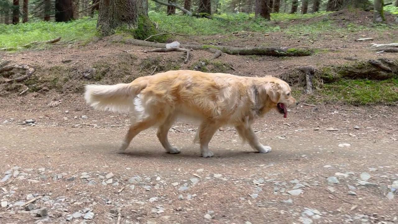 森林里的金毛猎犬视频素材