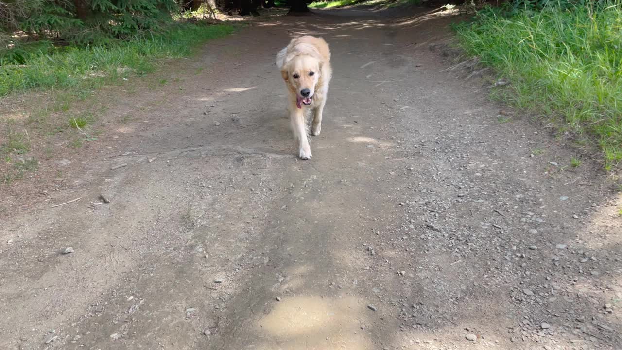 田野里的金毛猎犬视频素材