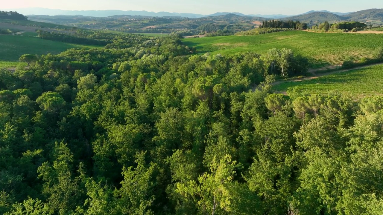 意大利托斯卡纳乡村的松树林视频素材