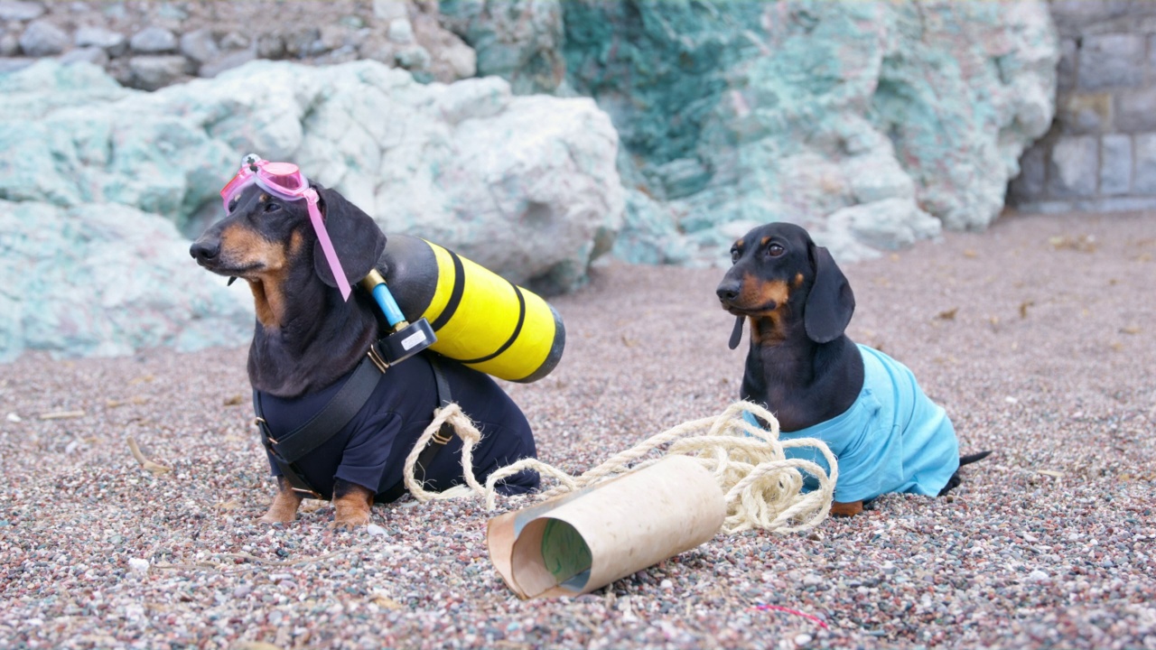 两只腊肠犬在地图上的海底深处发现了宝藏，于是他们带上了浮潜设备，准备从海底寻找宝藏。为了安全地潜入水中，一条狗被拴在绳子上。视频素材