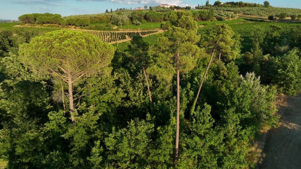 意大利托斯卡纳乡村的松树林视频素材