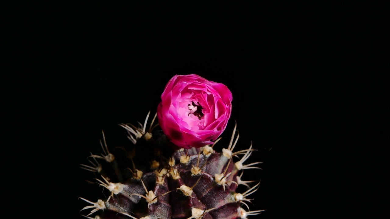 黑色钻石Gymnocalycium仙人掌花绽放，小仙人掌在一个花盆。视频素材