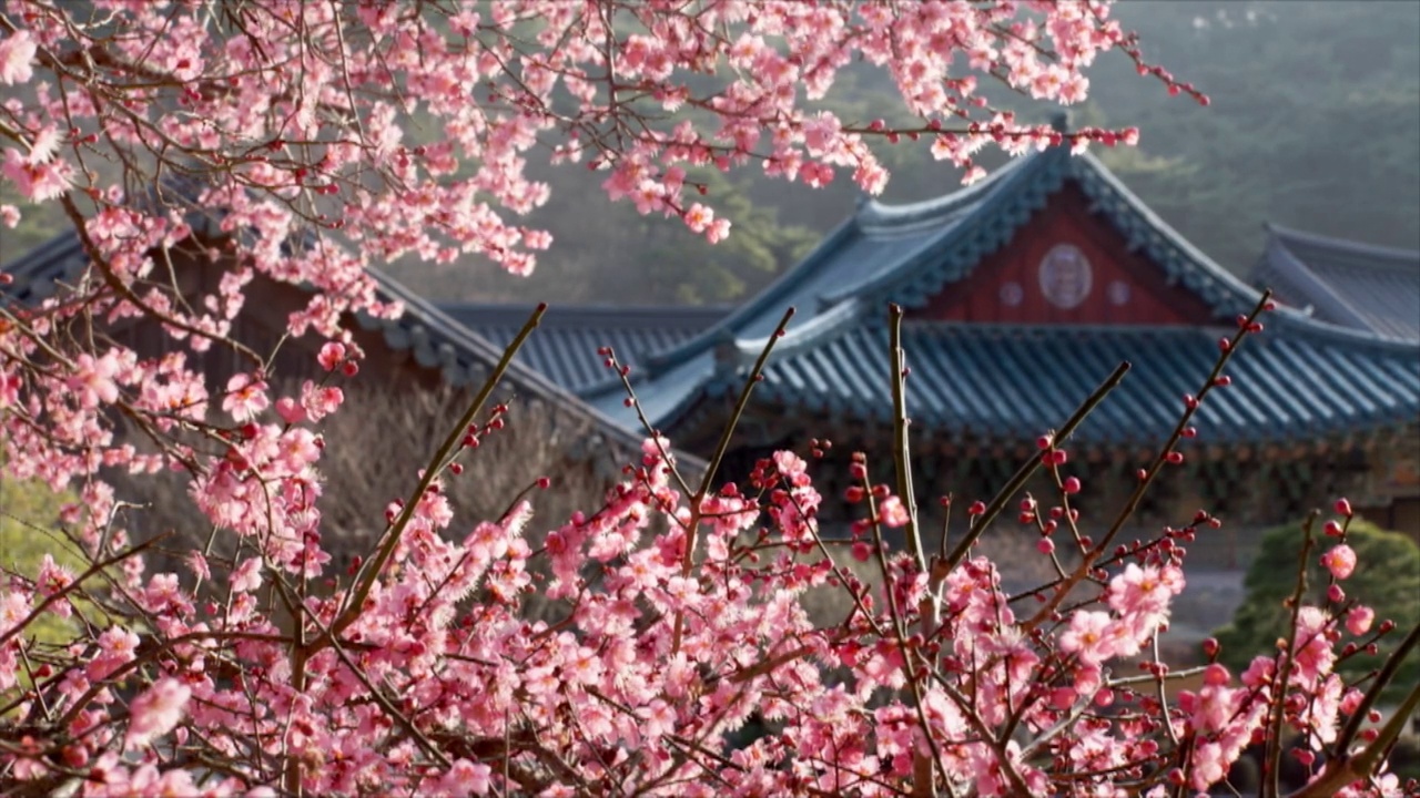 春天，庆尚南道梁山市永竹山通道寺的红杏花视频素材