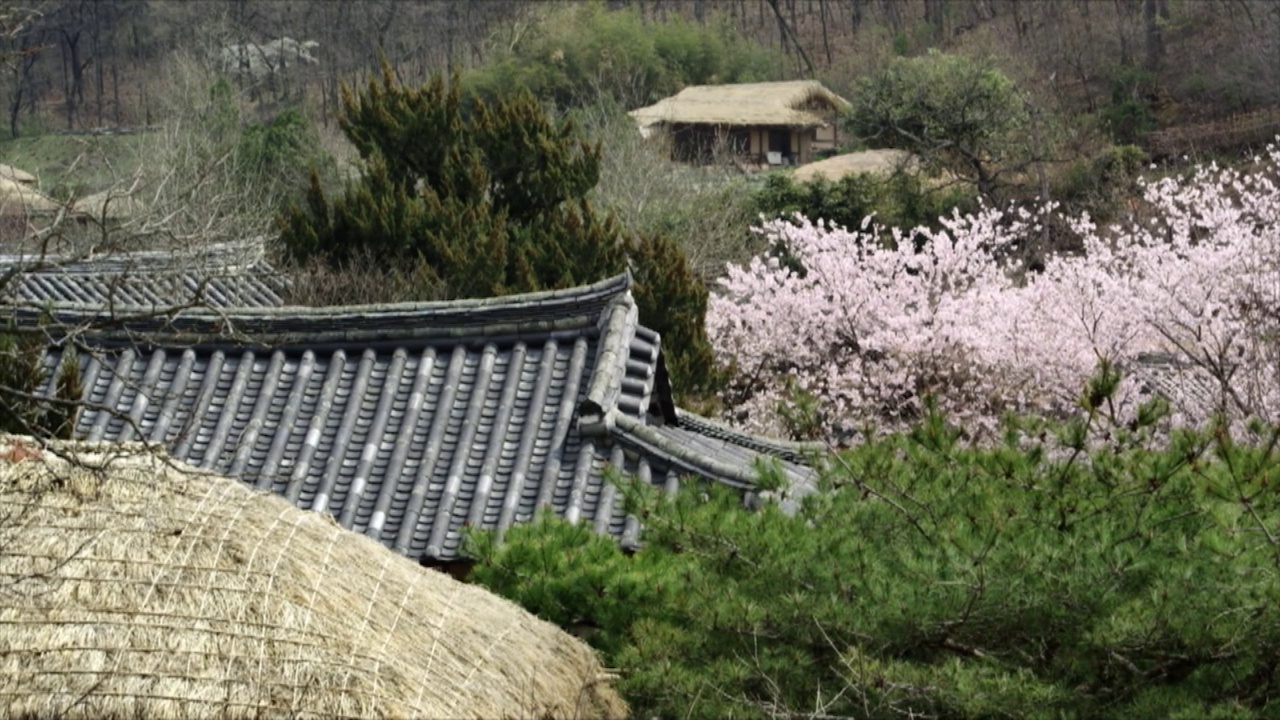 春天的阳东村/庆州市，庆北道，韩国视频素材