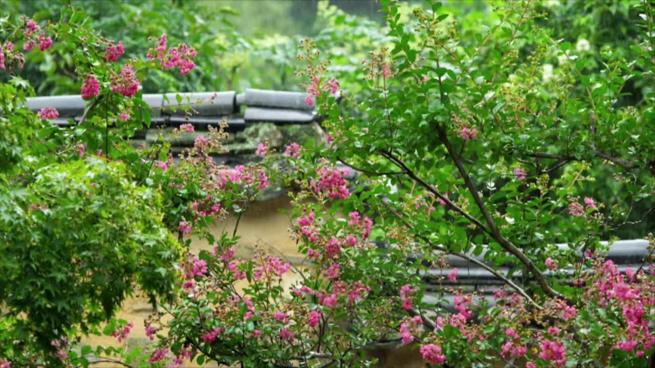 下雨天素沃源花园的墙和花/全南潭阳郡，韩国视频素材