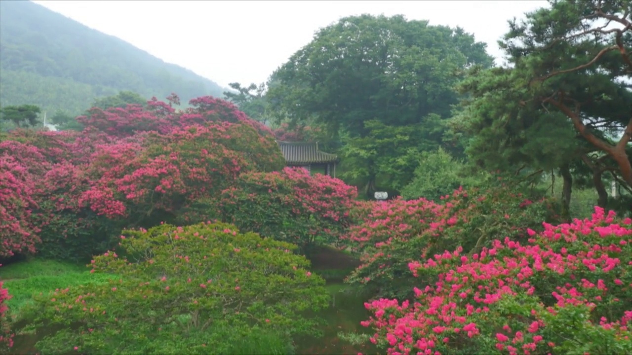 春天的素沃源花园/潭阳郡，全南道，韩国视频素材