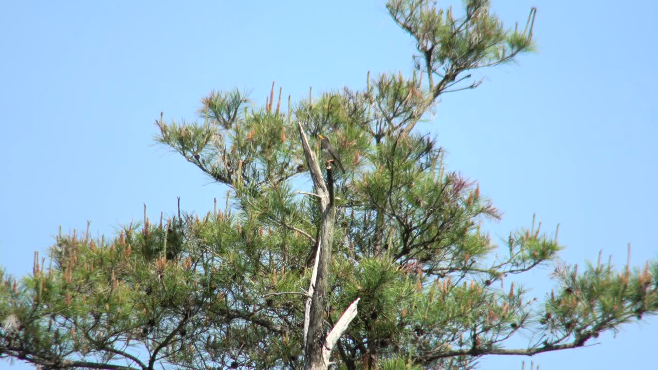 日本画眉在树枝上唱歌视频素材