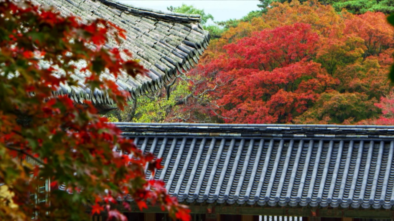 秋天在佛教寺庙的Giwa(传统的韩国屋顶瓦)/韩国视频素材