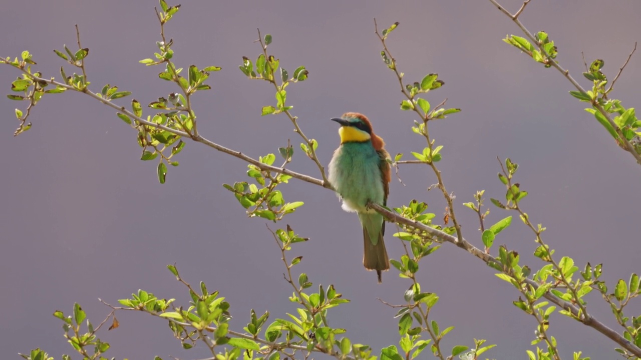 筑巢群中的欧洲食蜂鸟(Merops apiaster)视频素材