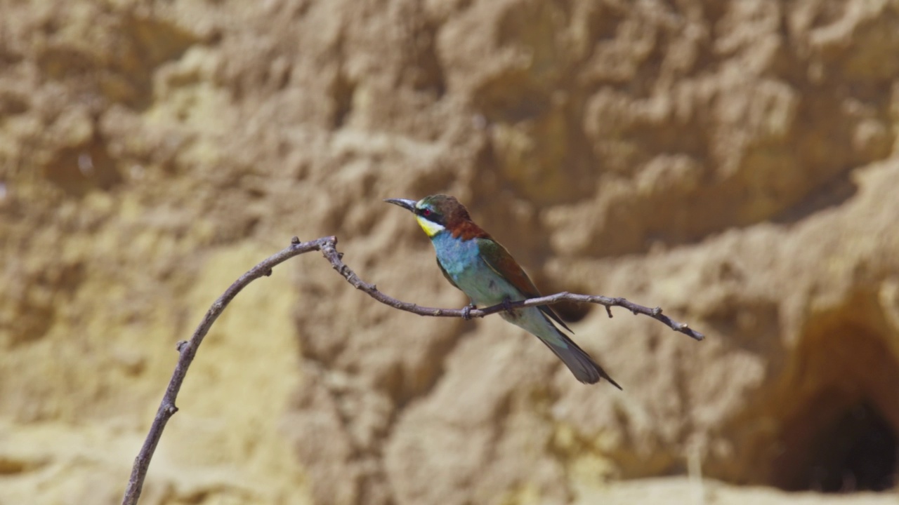 筑巢群中的欧洲食蜂鸟(Merops apiaster)视频素材