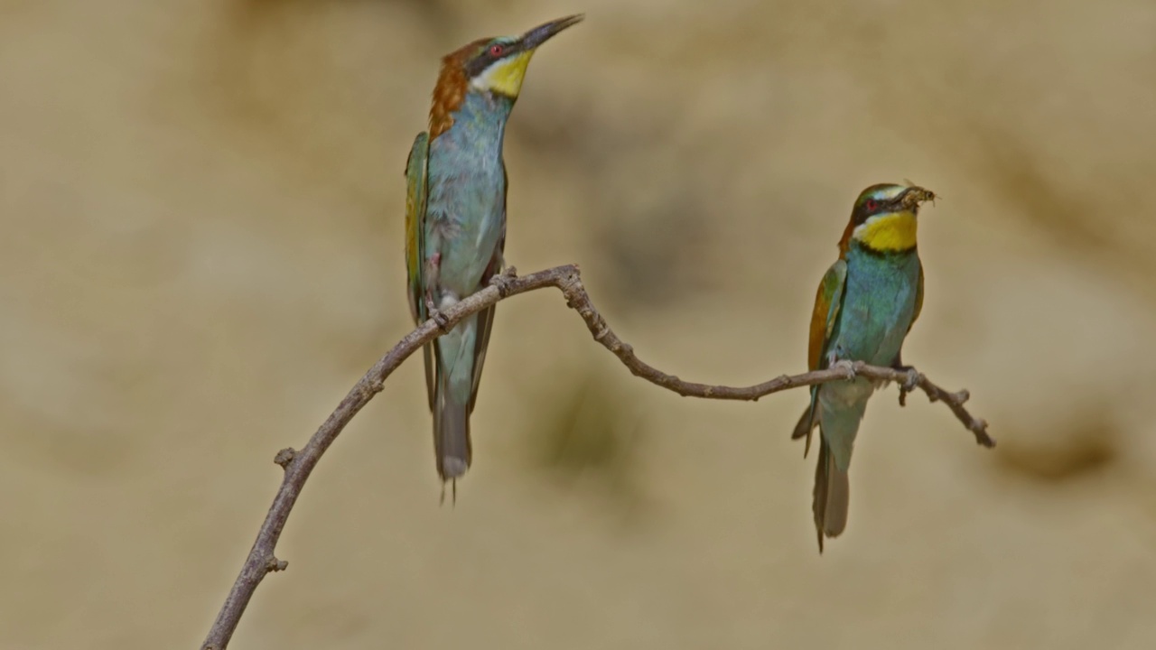 筑巢群中的欧洲食蜂鸟(Merops apiaster)视频素材