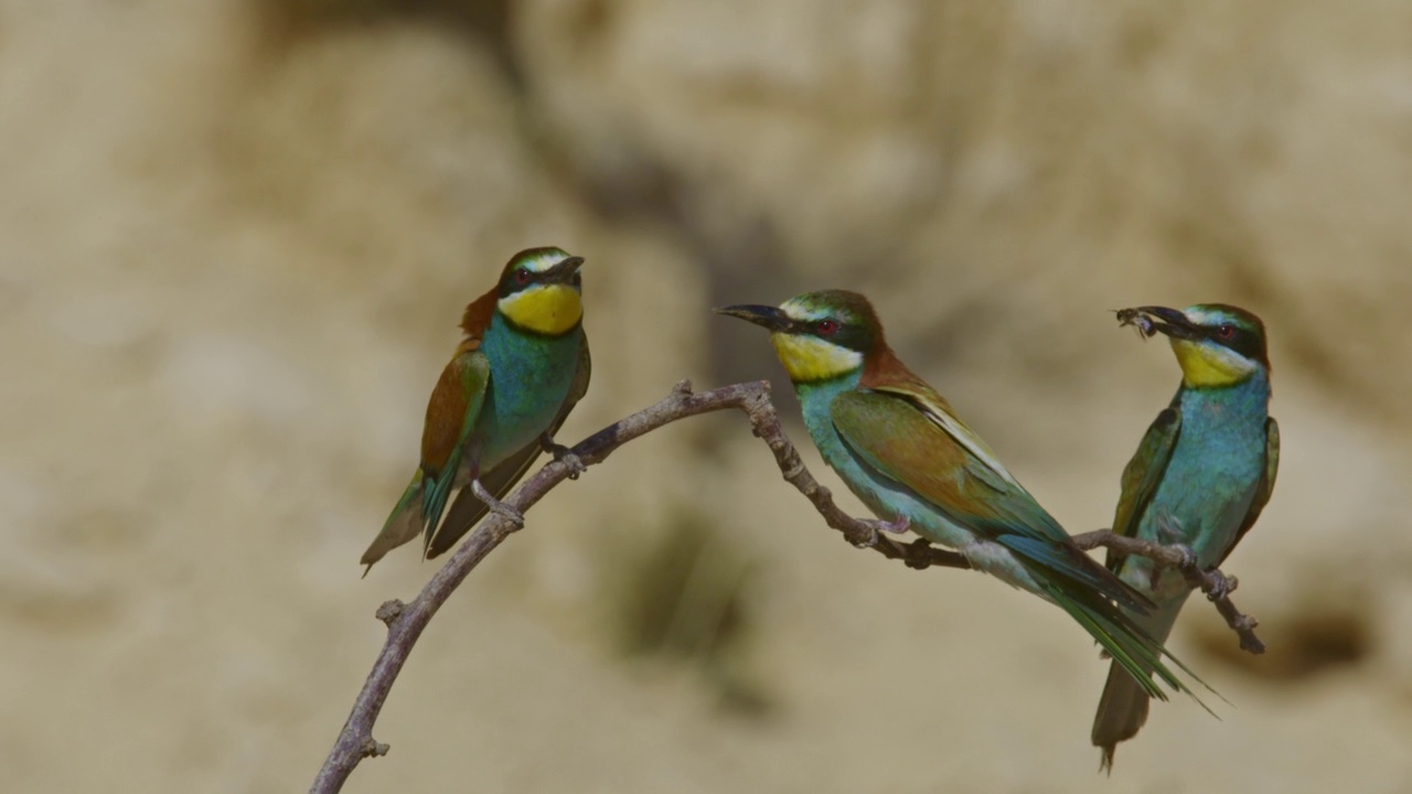 筑巢群中的欧洲食蜂鸟(Merops apiaster)视频素材