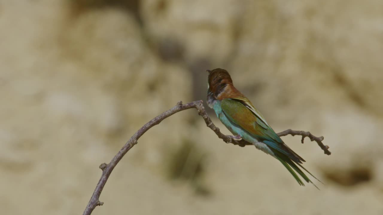 筑巢群中的欧洲食蜂鸟(Merops apiaster)视频素材