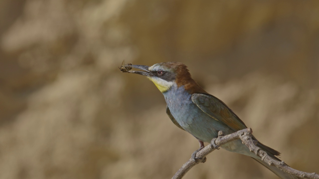 筑巢群中的欧洲食蜂鸟(Merops apiaster)视频素材