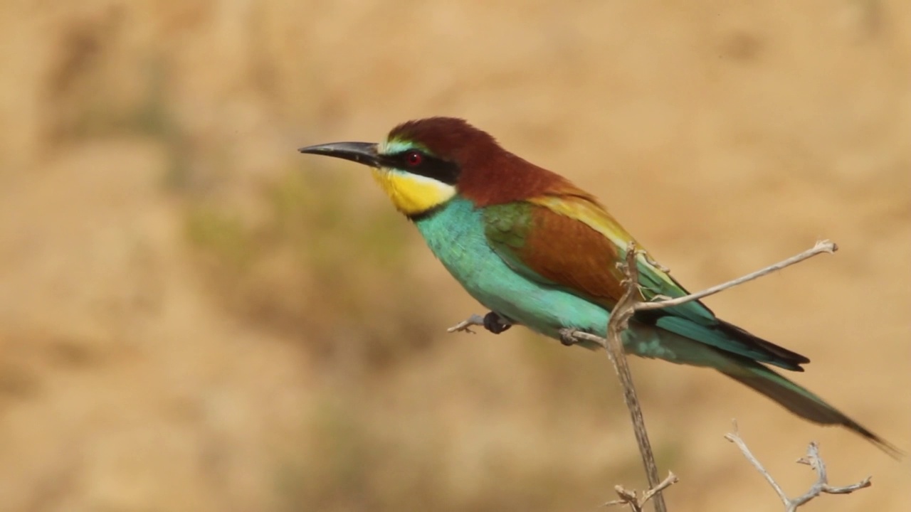 筑巢群中的欧洲食蜂鸟(Merops apiaster)视频素材