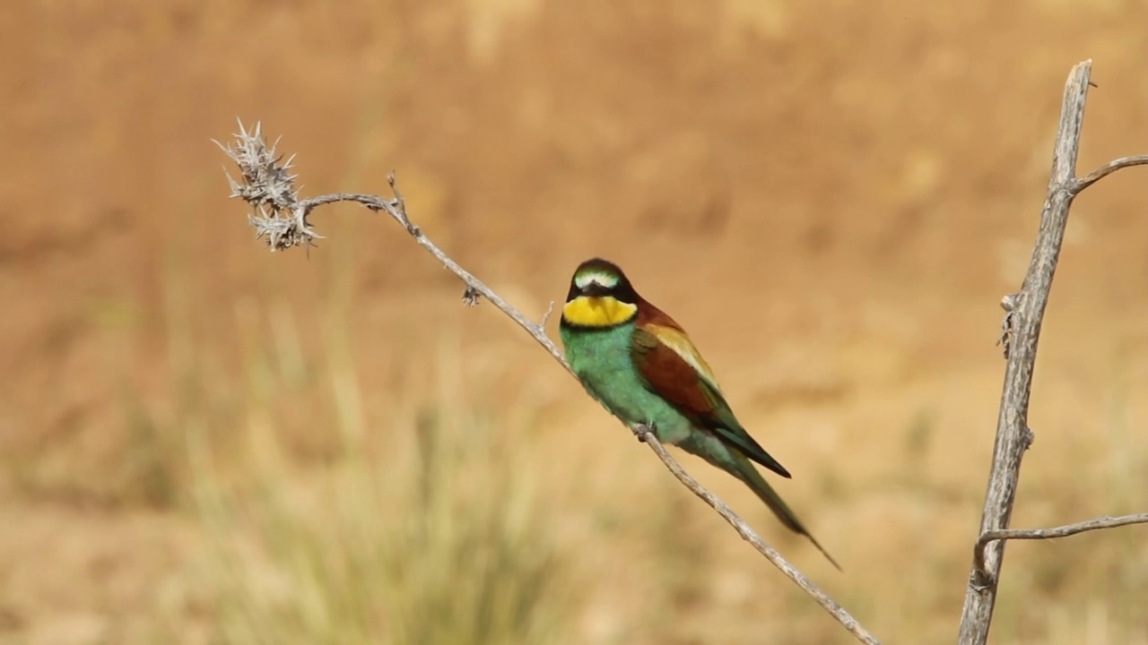 筑巢群中的欧洲食蜂鸟(Merops apiaster)视频素材