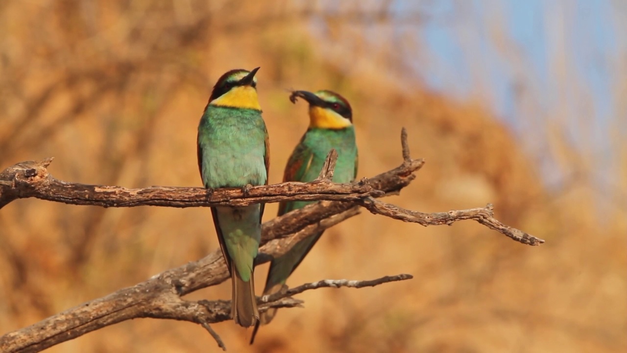 筑巢群中的欧洲食蜂鸟(Merops apiaster)视频素材