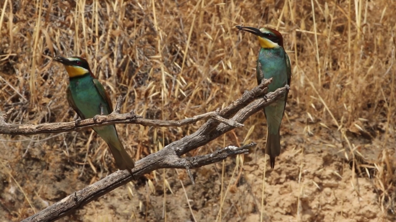 筑巢群中的欧洲食蜂鸟(Merops apiaster)视频素材