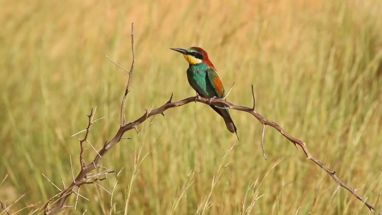 筑巢群中的欧洲食蜂鸟(Merops apiaster)视频素材