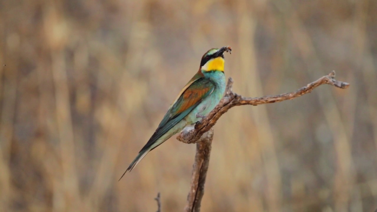 筑巢群中的欧洲食蜂鸟(Merops apiaster)视频素材