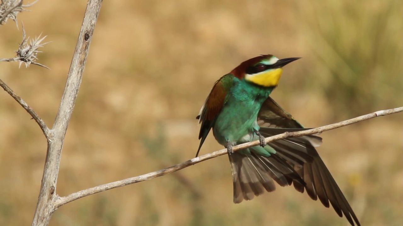 筑巢群中的欧洲食蜂鸟(Merops apiaster)视频素材