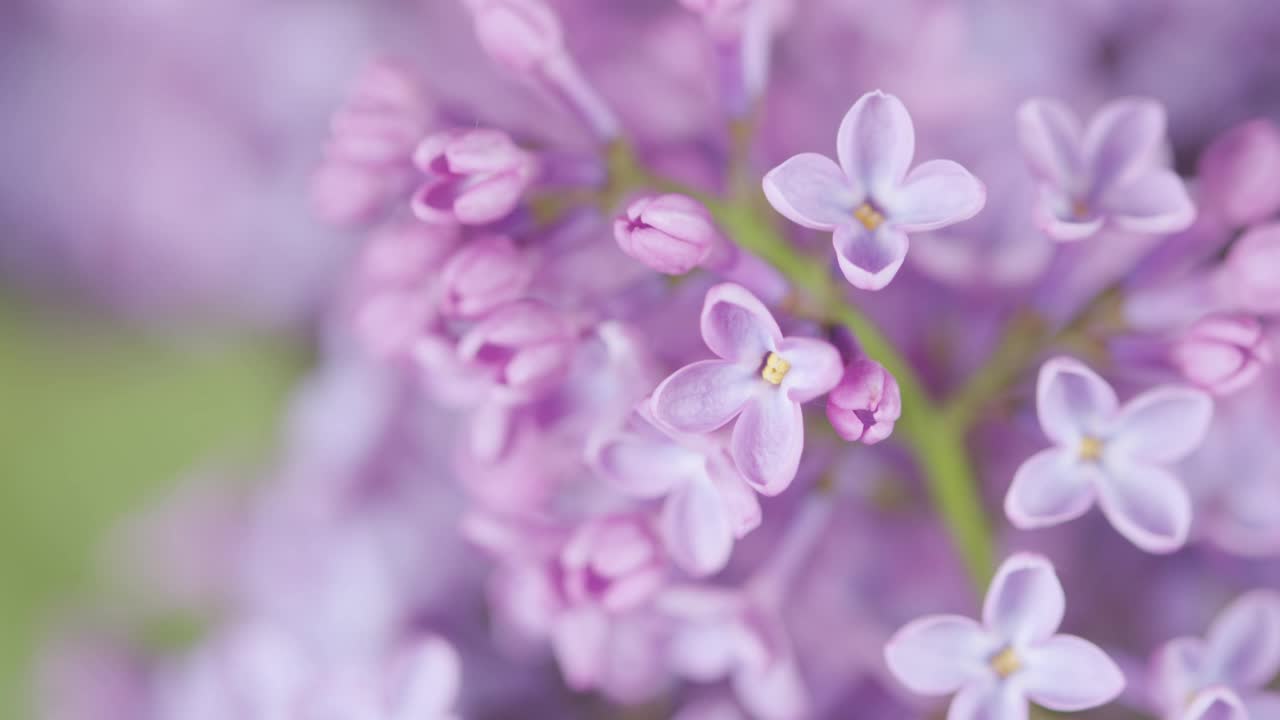 紫丁香花的背景。美丽的丁香盛开特写。淡紫色的分支。倾斜下来。视频素材