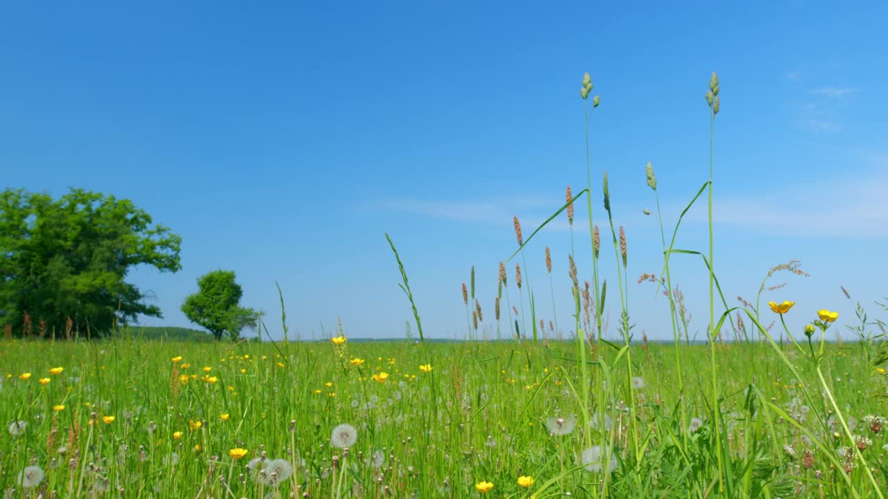 阳光明媚的春日，草地上黄色的毛茛。绿色的田野上开着亮黄色的毛茛花。低角度的观点。视频素材