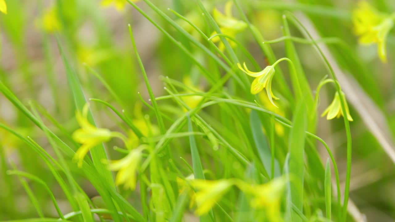 小叶蝉的黄色花。选择性对焦和浅景深。视频素材