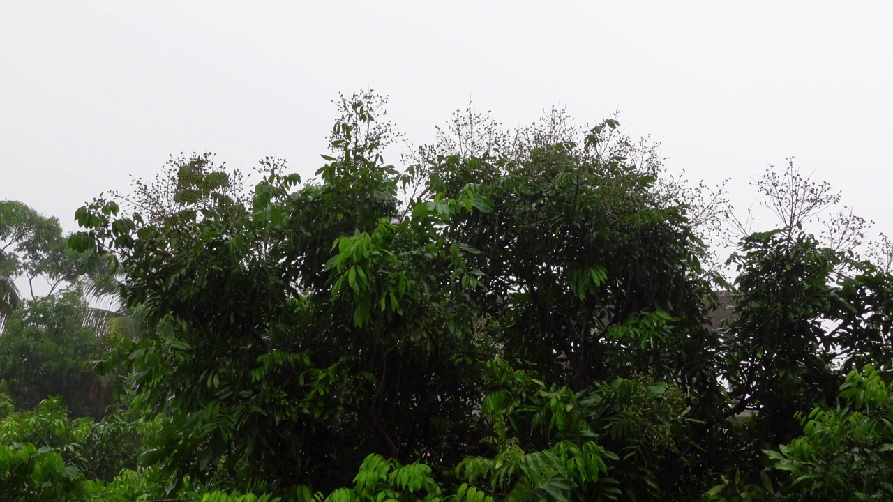 雨落在绿色的树上。雨水落在龙眼果树上。雨天的风景。雨滴落在树叶上。4 k的视频。视频素材