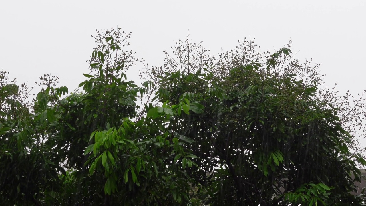 雨落在绿色的树上。雨水落在龙眼果树上。雨天的风景。雨滴落在树叶上。4 k的视频。视频素材