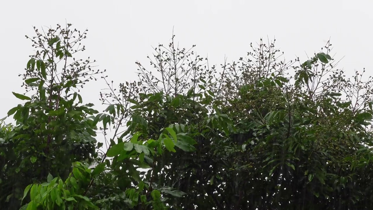 雨落在绿色的树上。雨水落在龙眼果树上。雨天的风景。雨滴落在树叶上。4 k的视频。视频素材