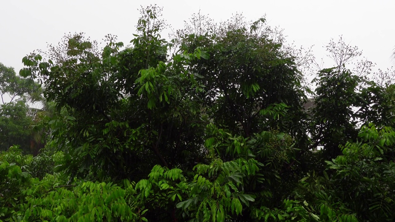 雨落在绿色的树上。雨水落在龙眼果树上。雨天的风景。雨滴落在树叶上。4 k的视频。视频素材