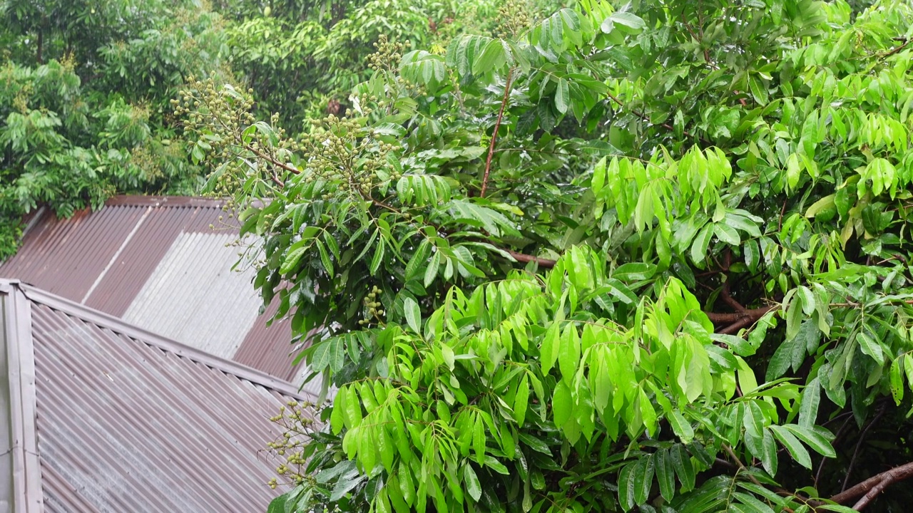 雨落在绿色的树上。雨水落在龙眼果树上。雨天的风景。雨滴落在树叶上。4 k的视频。视频素材