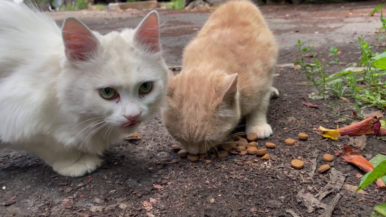 两只无家可归的毛茸茸的猫吃撒在地上的食物。视频素材