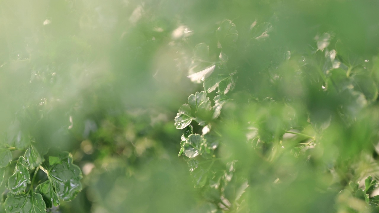 特写移动视频雨滴在树叶自然绿叶绿叶绿叶绿叶树背景与阳光在自然视频素材