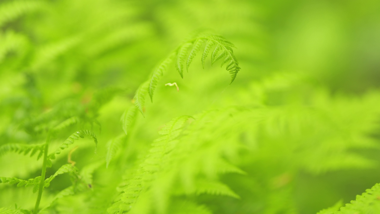 春季森林中蕨类植物的大分枝。年轻的野生蕨类在春天，新鲜的绿色，在古老的森林在欧洲。架的焦点。视频素材