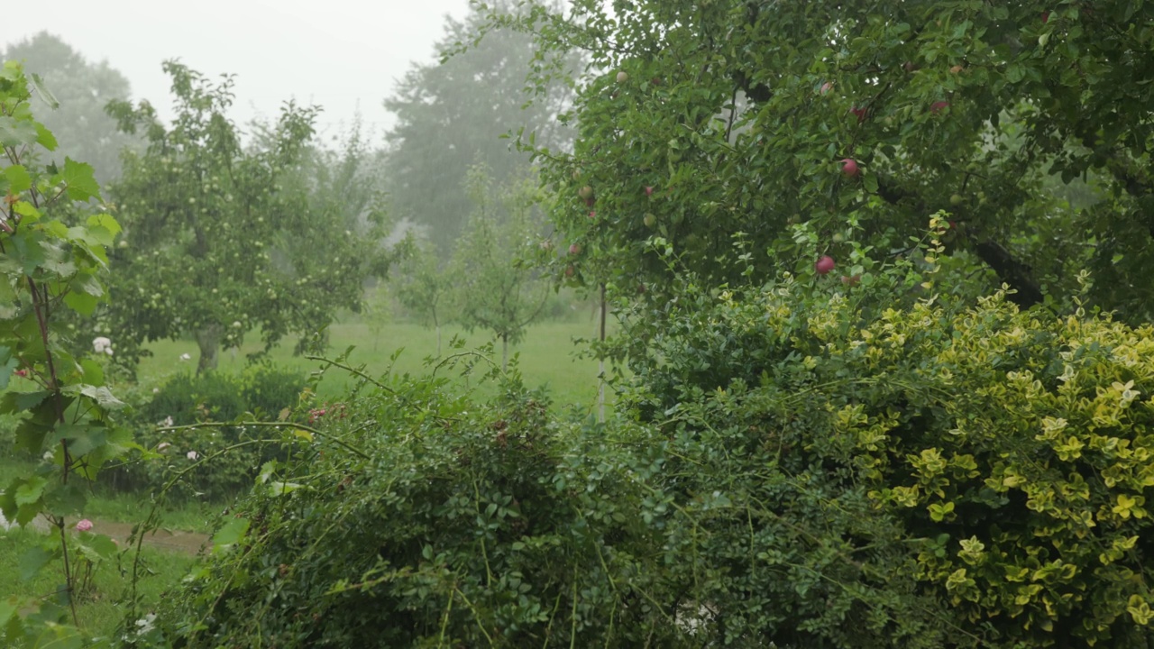 特写雨落在花园里的树上。白天在树叶上下雨的特写。小雨落在小树上。绿色自然的概念。视频素材