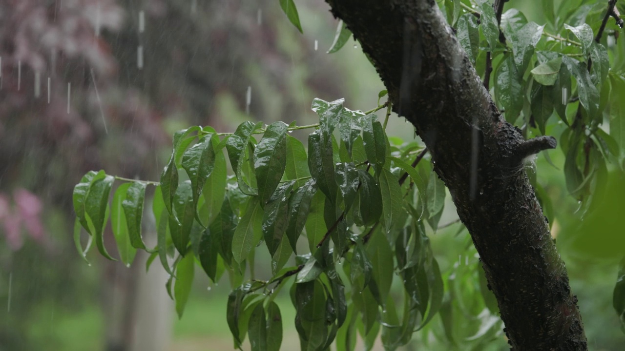 特写雨落在树上。白天在树叶上下雨的特写。小雨落在小树上。绿色自然的概念。视频素材