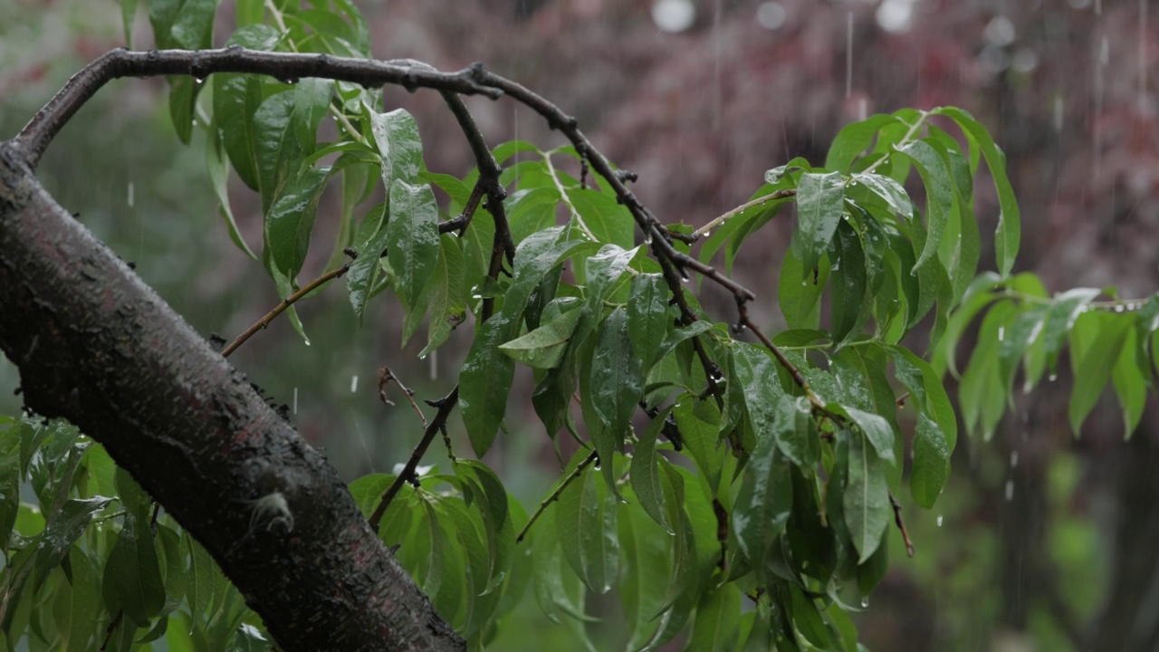 特写雨落在树上。白天在树叶上下雨的特写。小雨落在小树上。绿色自然的概念。视频素材