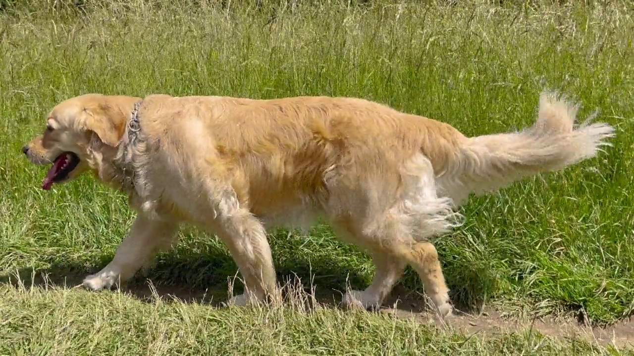 田野里的金毛猎犬视频素材