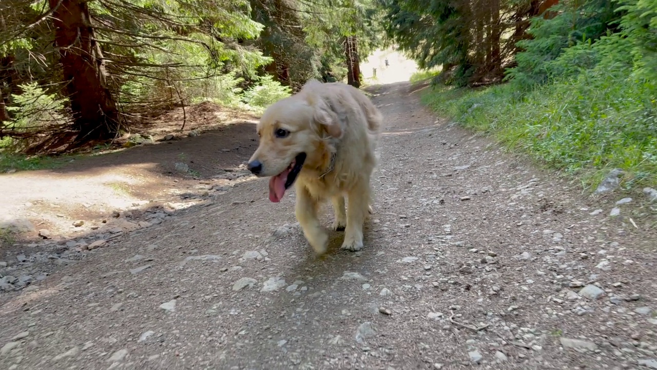 森林里的金毛猎犬视频素材