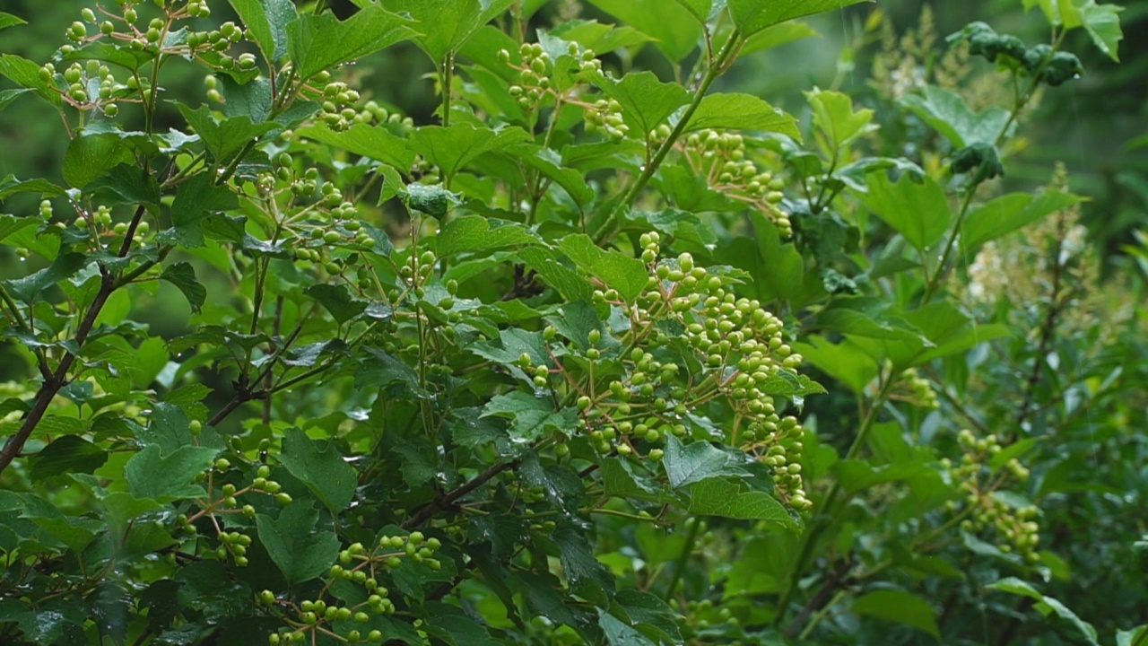 雨水落在树叶上。风，雨，树叶，慢动作。夏天的天气。n视频素材