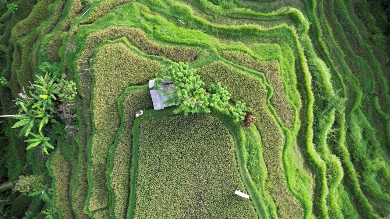 从上往下看绿色的梯田，著名的Tegallalang山谷在巴厘岛视频素材