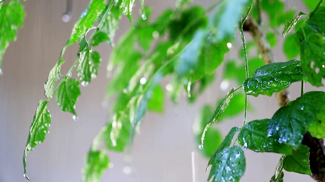 雨在郁郁葱葱的绿色森林视频素材