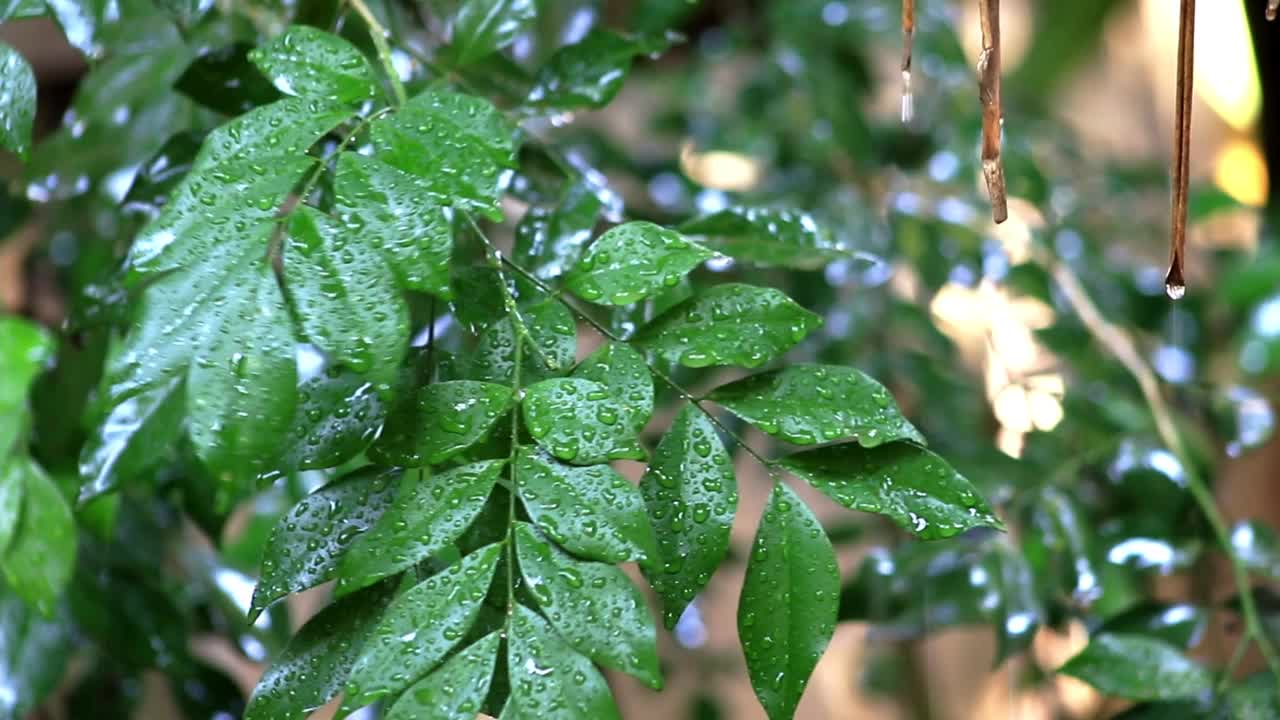 雨在郁郁葱葱的绿色森林视频素材