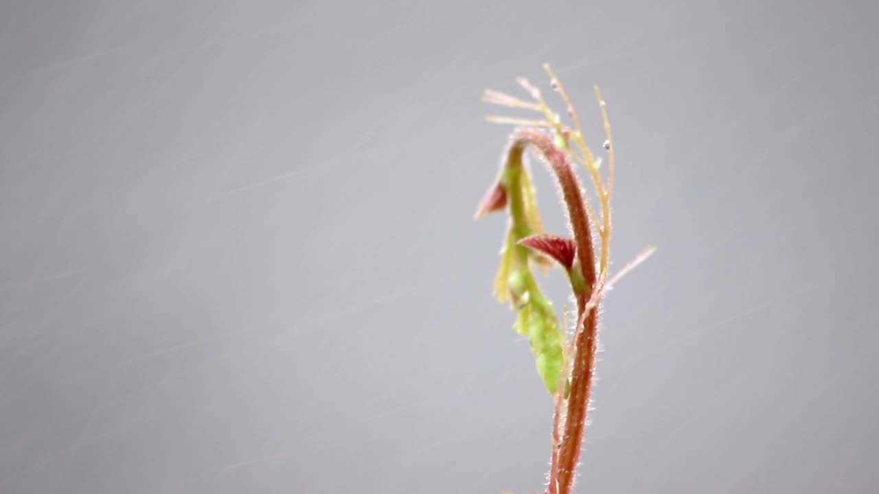 新叶上的水滴视频素材